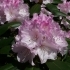 Rhododendron Hybride 'Silberglanz'